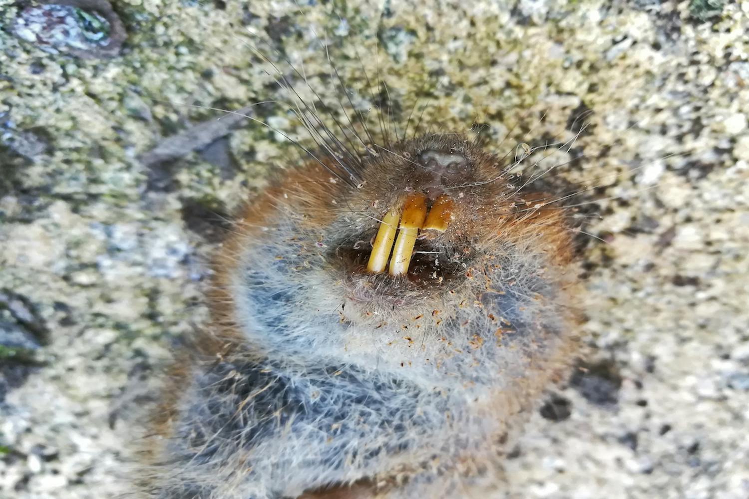 Dead,Vole,Mouse,On,Plastic,Lawn